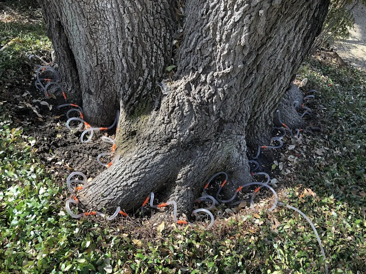 Detailed Tree Cabling and Bracing job site in Monroe Township