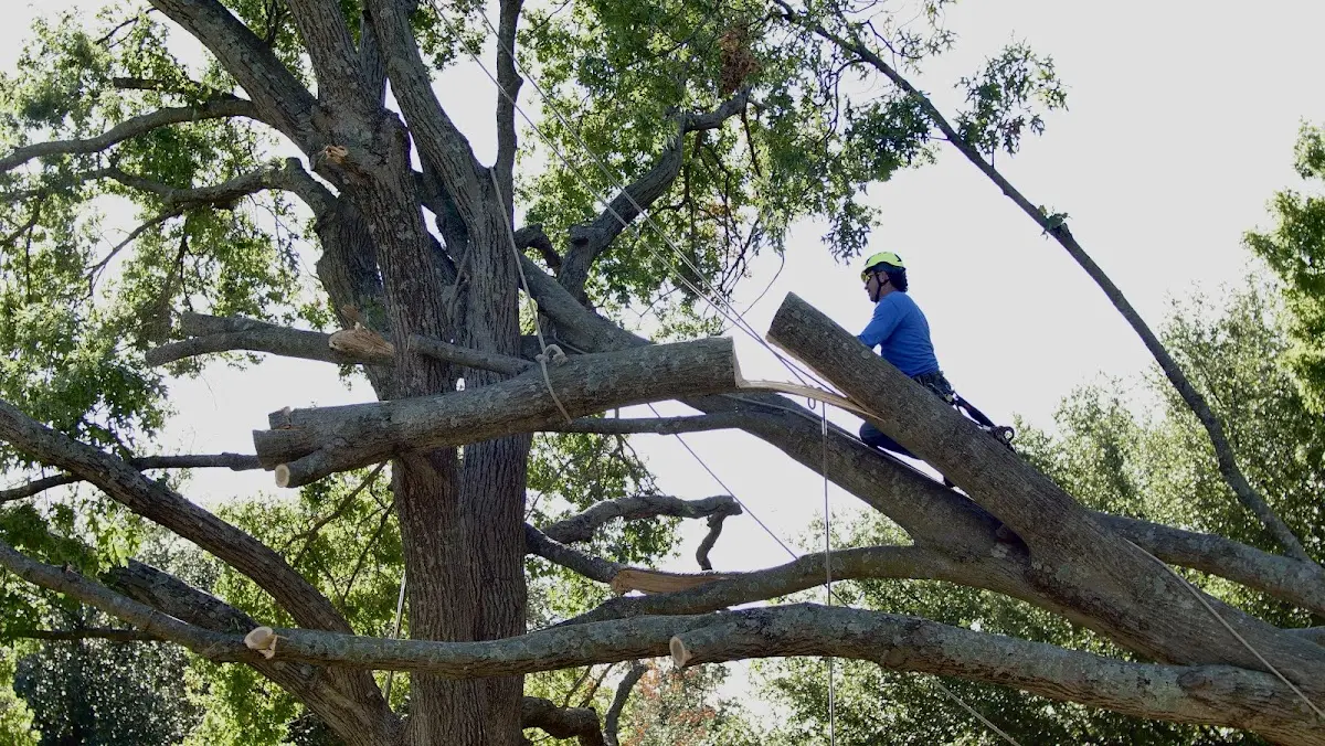 Professional Crown Thinning performed by certified arborists in Monroe Township