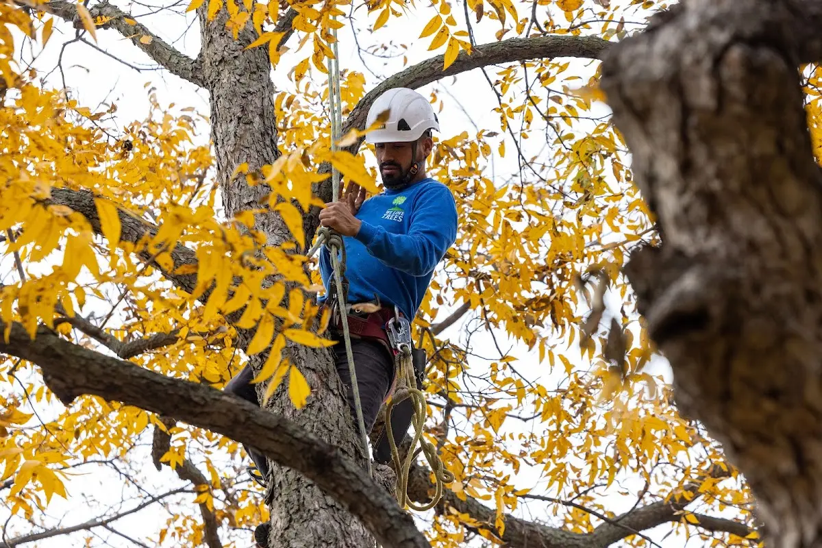 Skilled Tree Planing crew working in Monroe Township
